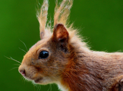 Жителям Воронежской области рассказали, как помочь белкам зимой
