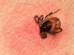 В Воронежской области в сентябре зафиксировали 17 случаев болезни Лайма