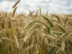 На юге Воронежской области стартовала уборочная кампания