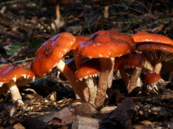 В Воронежской области грибами отравились ещё два человека