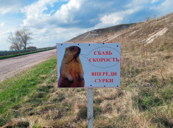В Воронежской области водителей предупредили о байбаках на дорогах