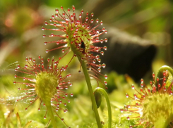 В Воронежской области обнаружили хищную росянку