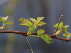 Синоптики рассказали, какое лето ждать в Воронежской области