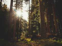 В начале новой недели в Воронежскую область придёт тёплая и сухая погода