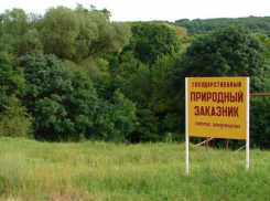 В Михайловском природном заказнике запретили использовать химические препараты