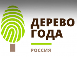 Жителей Воронежской области просят проголосовать за 300-летний дуб на конкурсе деревьев