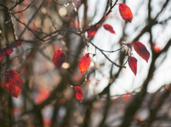 В Воронежской области энергетики перешли на усиленный режим работы из-за сильного ветра