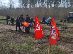Жители Бобровского района приняли участие в акции «Сад памяти»