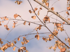 Жителей Воронежской области предупредили о сильных порывах ветра