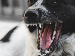 В Воронежской области бешенство животных выявили в 6 районах