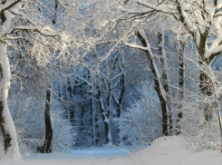 Впервые в Воронежской области к февралю не сформировался устойчивый снежный покров