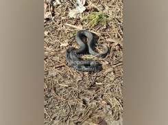 В Воронежской области начали просыпаться змеи