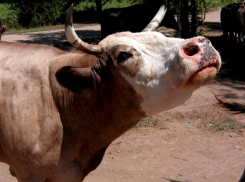В Эртильском районе сняли карантин по лейкозу