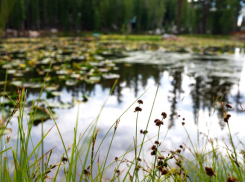 В Воронежской области нашли самые грязные водоёмы
