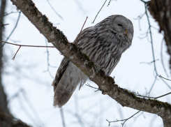 В Воронежском заповеднике заметили редкую уральскую неясыть