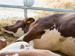 В Эртильском районе сняли карантин по лейкозу коров