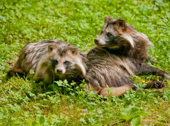 В Воронежской области проснулись енотовидные собаки