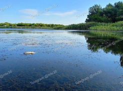 Жители Аннинского района пожаловались на массовый мор рыбы в пруду