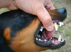 В Воронежской области в 2025 году от бешенства погибли 33 животных 