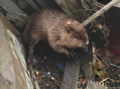 Во двор жительницы Панинского района забежал бобр