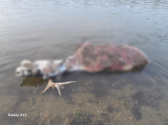 В Воронежской области загадочно появилась и исчезла туша лося