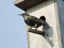 В Воронежской области стартовала экологическая акция «Скворушка»
