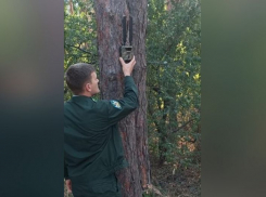 В воронежских лесах установят более 200 фотоловушек