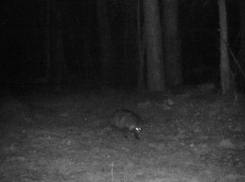 В Воронежском заповеднике из-за оттепели проснулась енотовидная собака