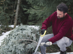 Жителям Воронежской области рассказали, как утилизировать ёлки после новогодних праздников
