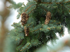 Жителей Таловского района попросили подарить райцентру новогоднюю ель