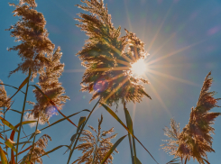 В Воронежской области ввели оранжевый уровень опасности из-за аномальной жары