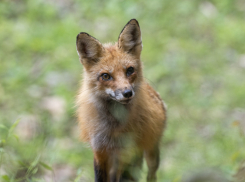 В эртильском селе отменили карантин по бешенству