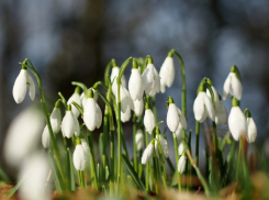 Синоптики сообщили о наступлении в Воронежской области метеорологической весны