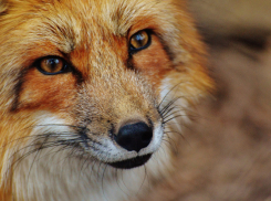 Региональные ветеринары сообщили о ситуации с бешенством в Воронежской области