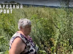 Ядовитые змеи, лисы, джунгли из бурьяна: в селе Садовое Аннинского района  власти забыли о существовании целой улицы