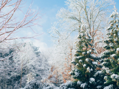 Что грозит за незаконно срубленную елку в заповеднике