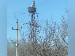 В Воронежскую область прилетели аисты