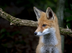 В Воронежской области стартовала весенняя кампания по вакцинации диких животных