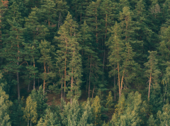 С 1 апреля в Воронежской области начнется пожароопасный сезон