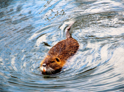 Жители таловского посёлка бояться разрушения дамбы из-за бобров