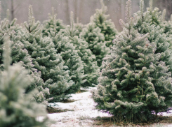 Жителей Бобровского района приглашают принять участие в акции «Елочный круговорот»