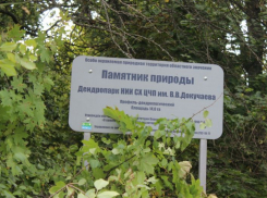 В Таловском районе очистят дендропарк имени В. В. Докучаева