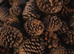 В Воронежской области началась шишечная страда