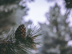 Жителей Воронежской области попросили не парковать автомобили в лесах