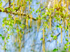 В Воронежской области зафиксировали высокую активность пыльцы