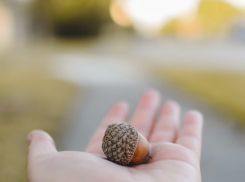 В Воронежской области началась масштабная высадка леса
