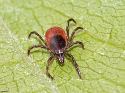 В Воронежской области клещи покусали около тысячи человек