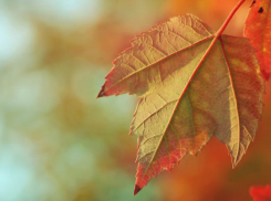 Последняя неделя октября в Воронежской области будет дождливой и ветреной