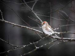 Воронежские синоптики объяснили, чем вызваны аномальные температурные качели этой зимой