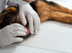 Жителям Таловского района рассказали, где можно привить животных от бешенства